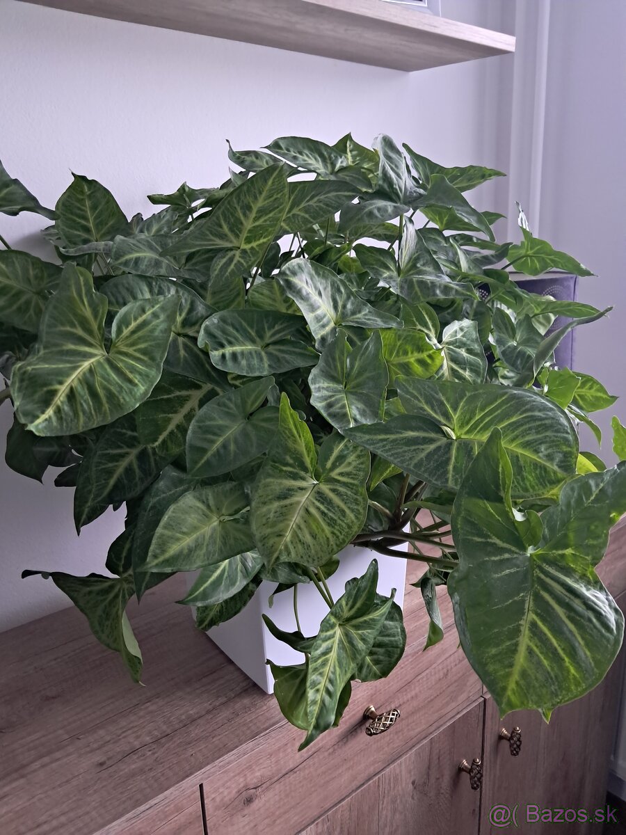 Predám izbové rastliny