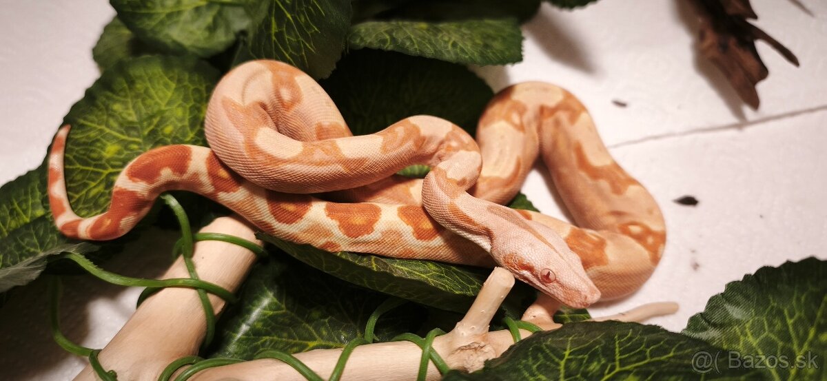 Velhad kralovsky sunglow