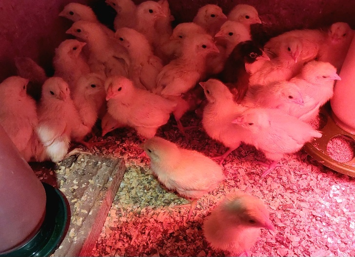 kurčatá, kuriatka, kurčiatka