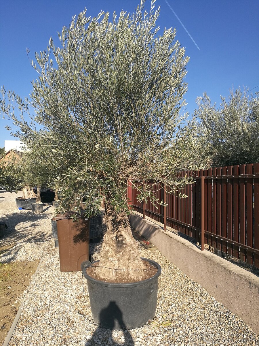 Olivovník bonsai