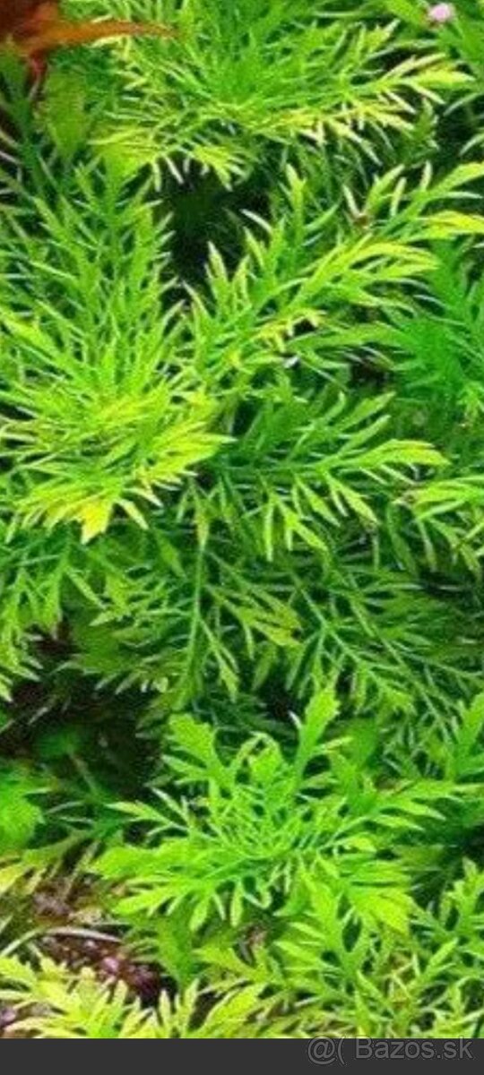 Akvariové rastlinky