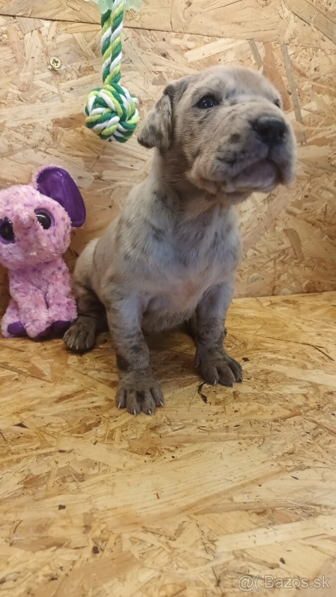 Nemecka doga