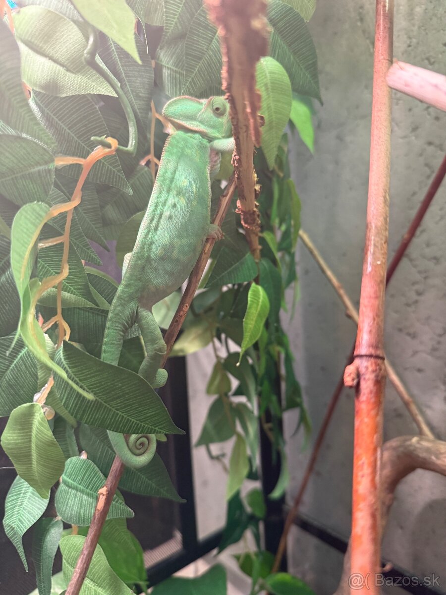 Chameleón jemensky