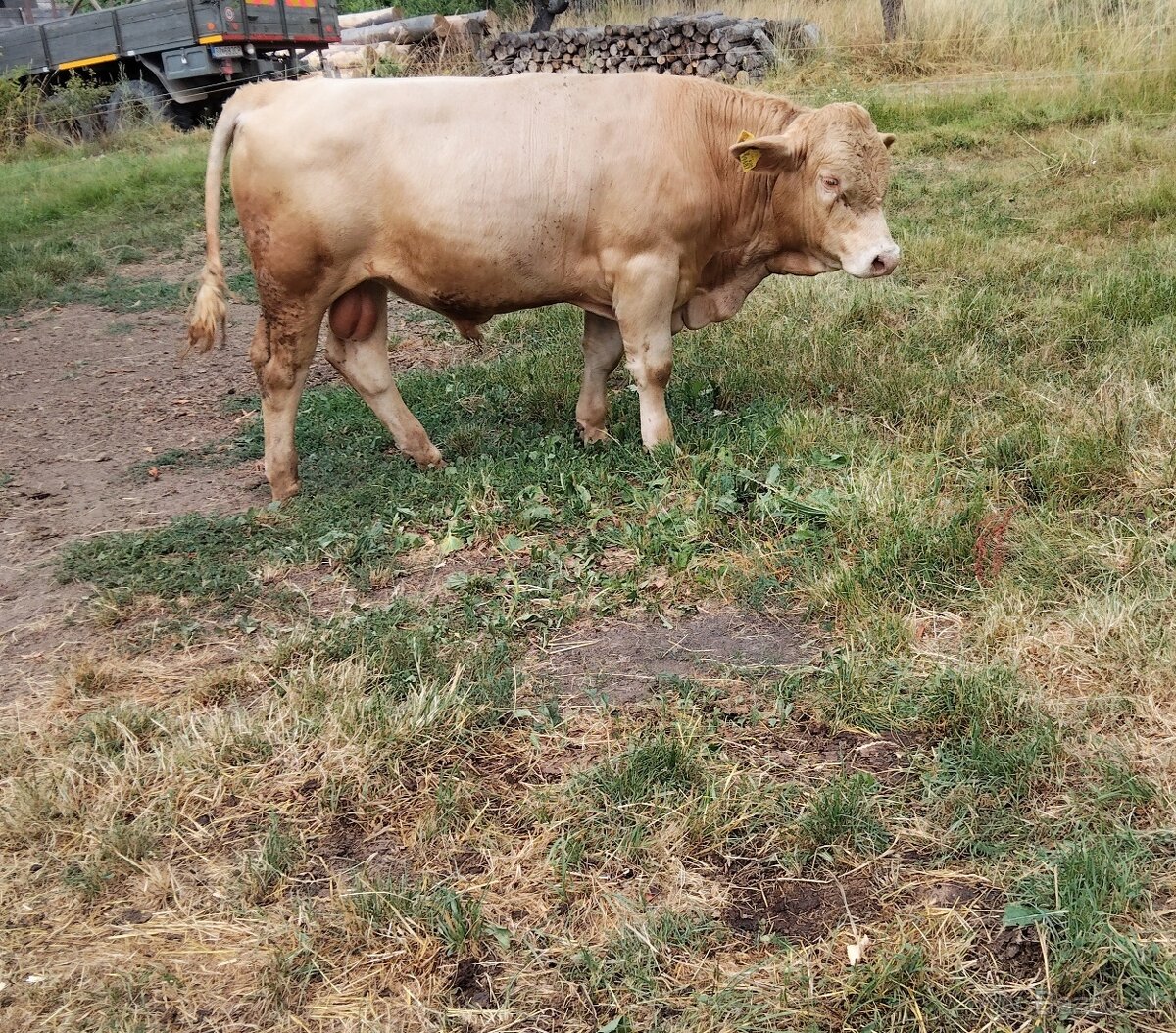 Predám býka