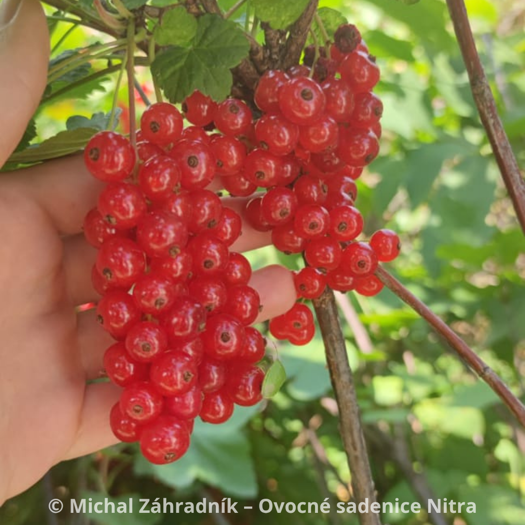 Ríbezle červené, čierne kríčkové i stromčekové