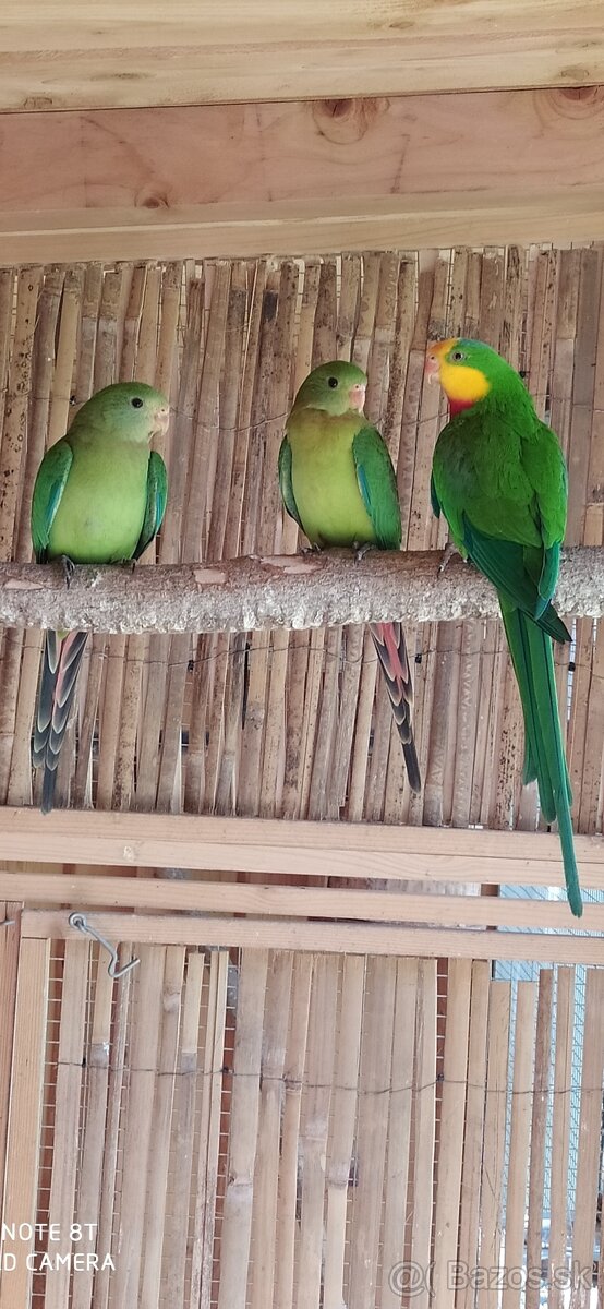 Papagáj nádherný = baraband