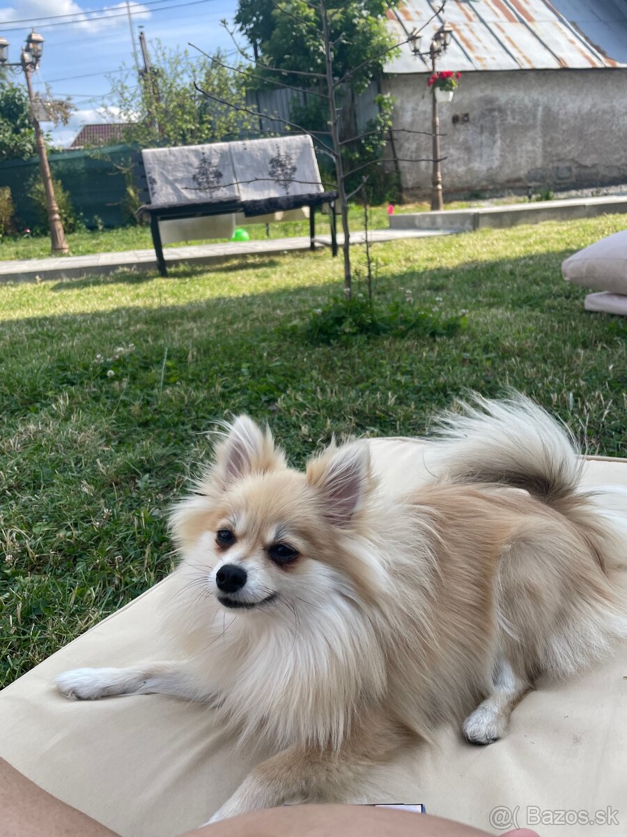 Pomerian na predaj