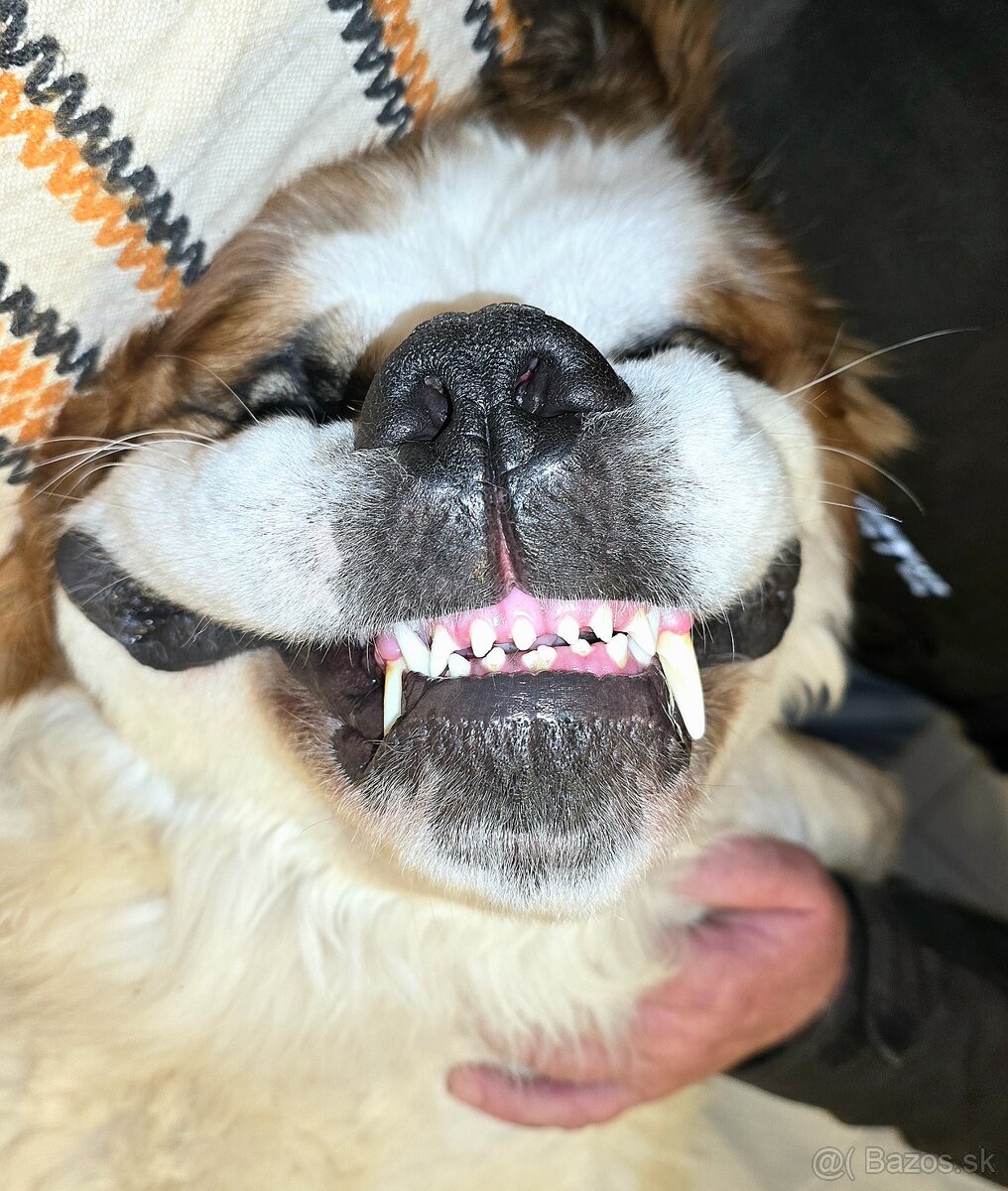 Hľadáme fenku na krytie