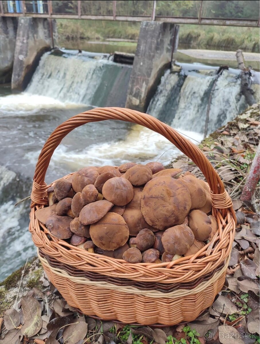 sušené hríby / huby , Suchohríb hnedý a Kozák Topoľový