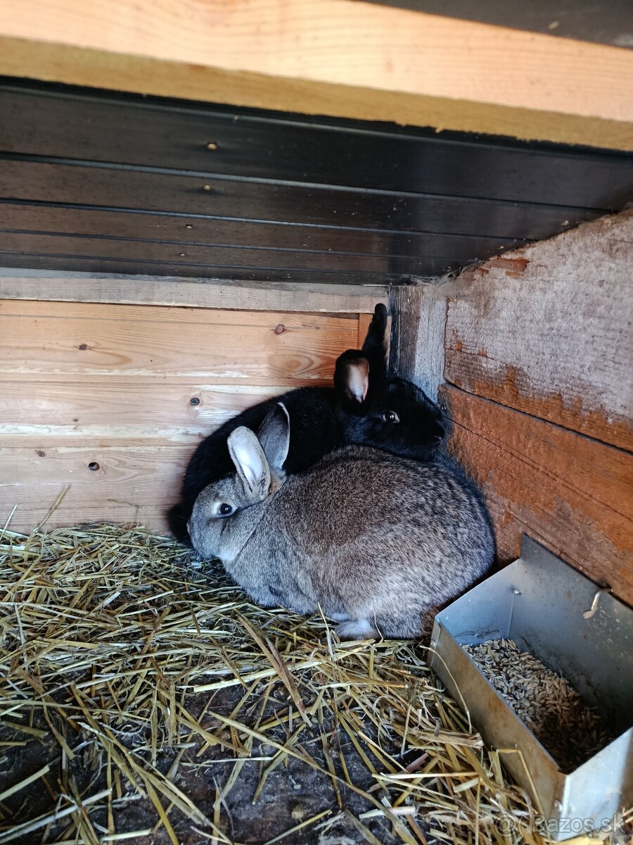Predám Králiky