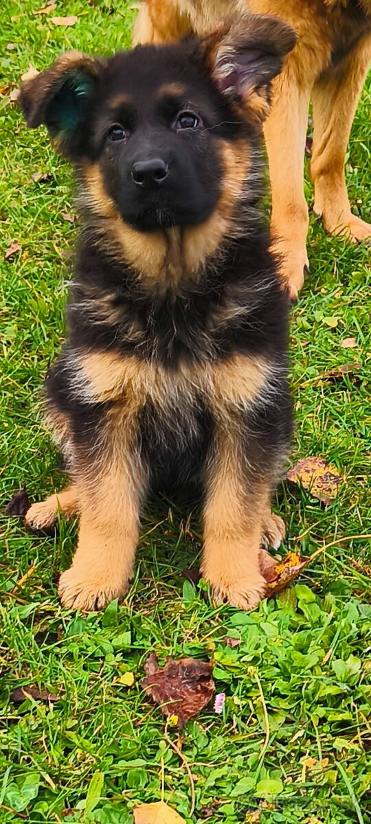 Nemecký ovčiak šteniatka