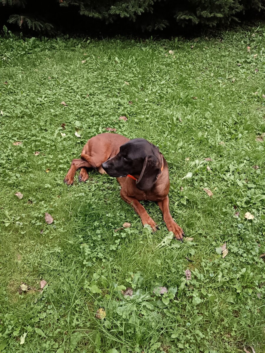 Predám bavorského farbiara s PP