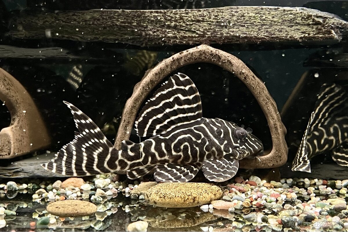 L333 hypancistrus, sumce