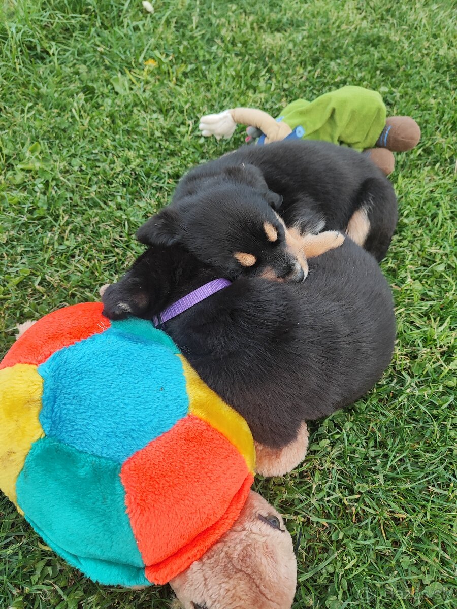 Labrador čierny šteniatko - labradorský retríver
