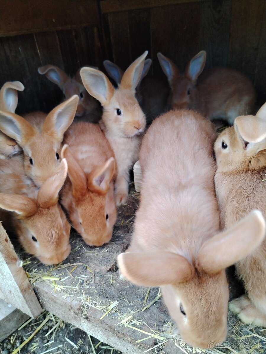 3 mesačne burgundske kraliky