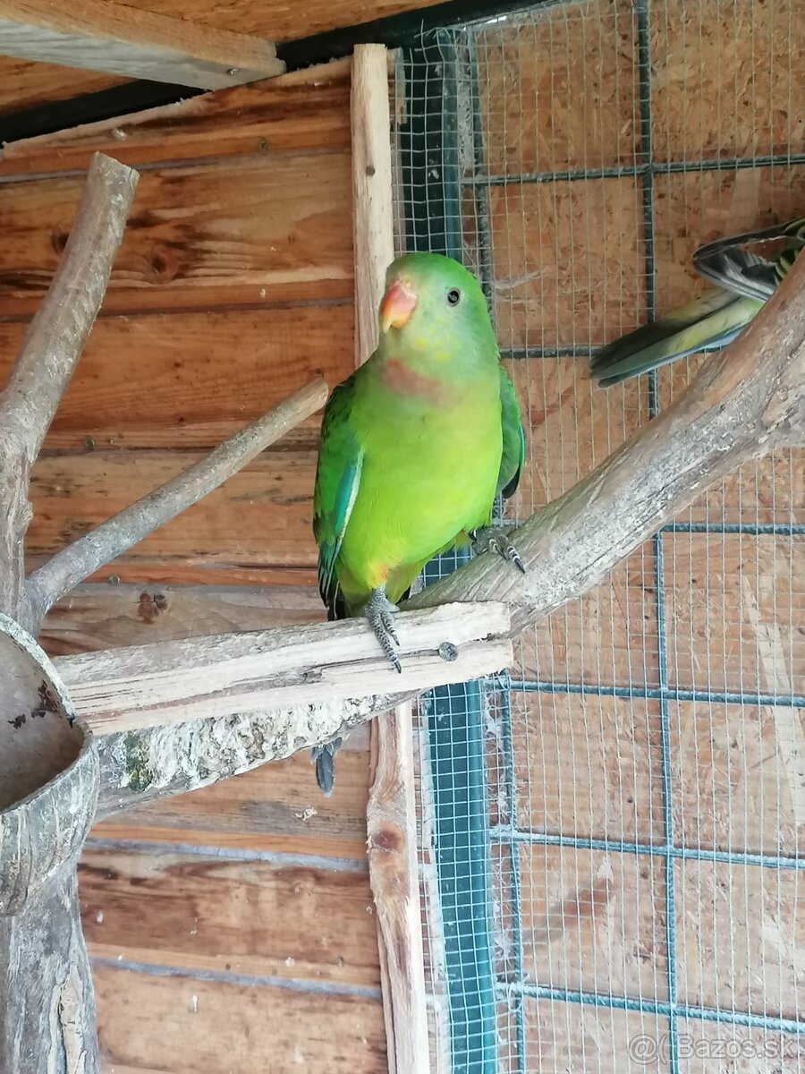 Barabanda