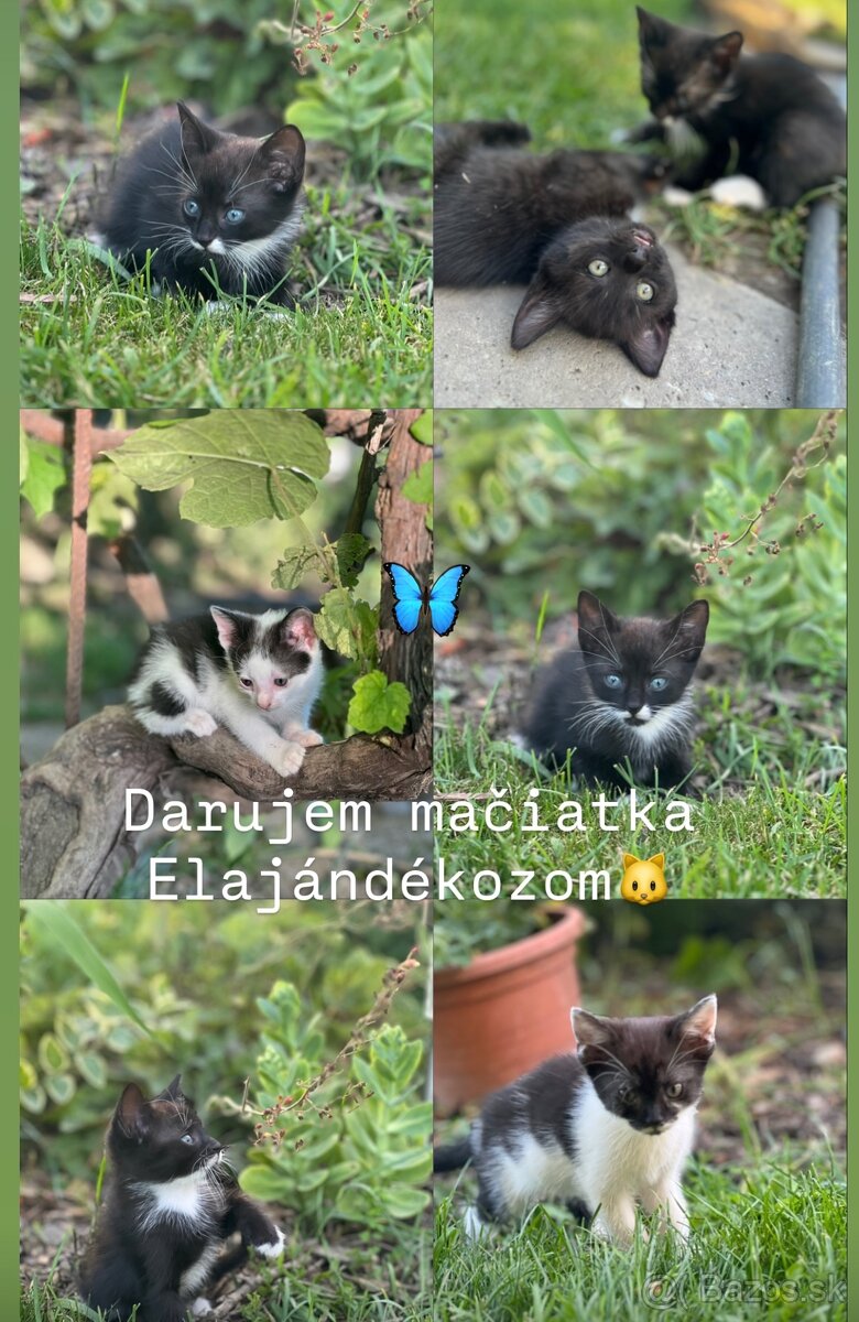 Darujem mačičky mačiatka mačky
