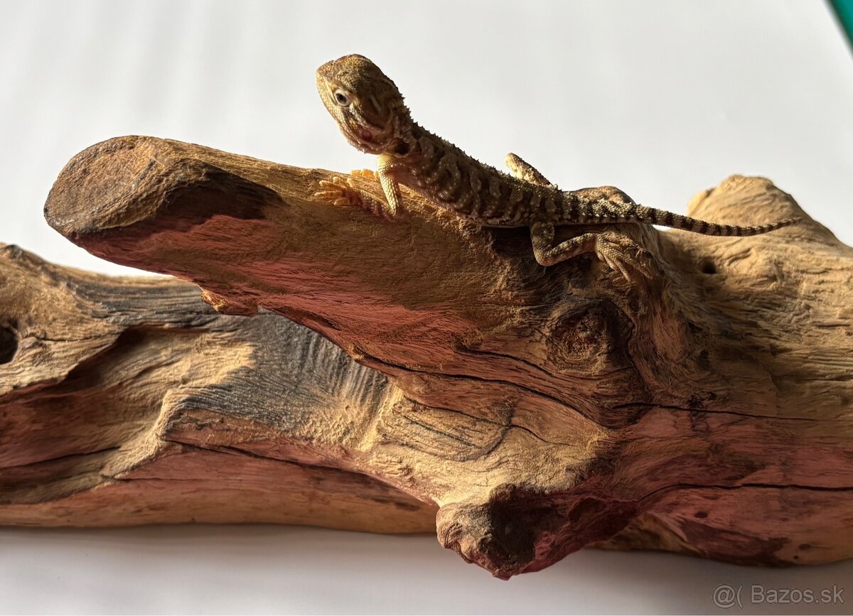 Mláďatá Agamy Trpasličej ( Pogona Henrylwasoni )