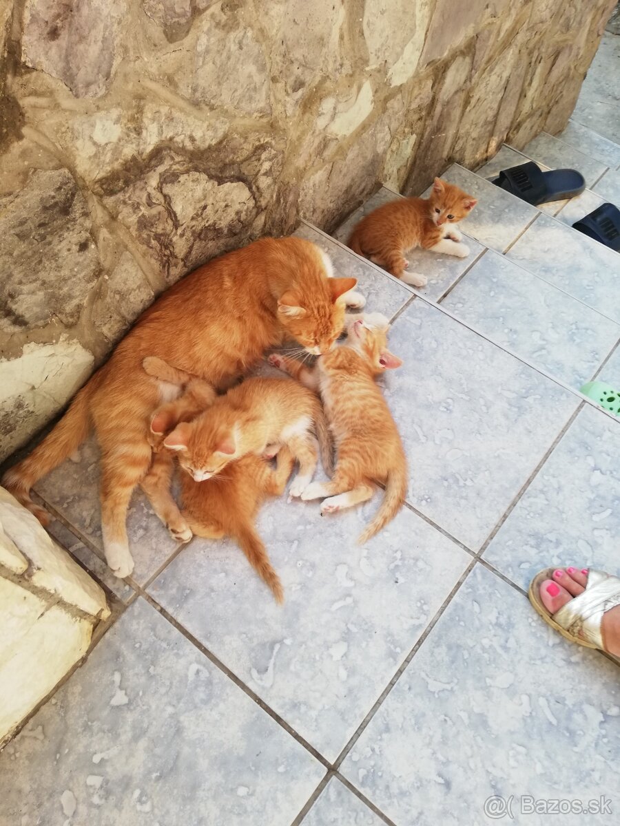 Darujem mačiatka