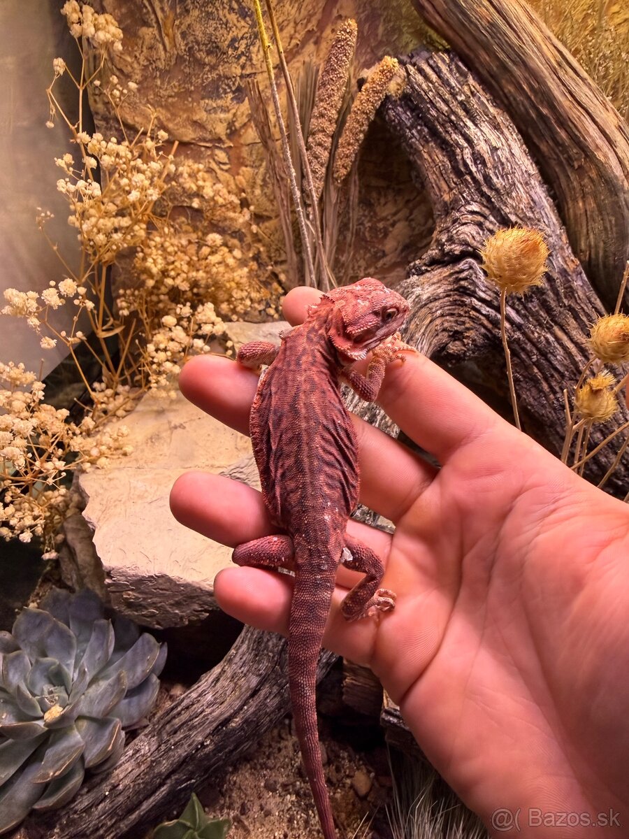 Agama Bradatá red