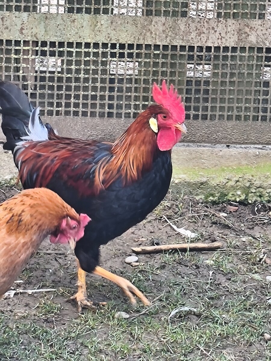 Vlaška jarabičia  kohút