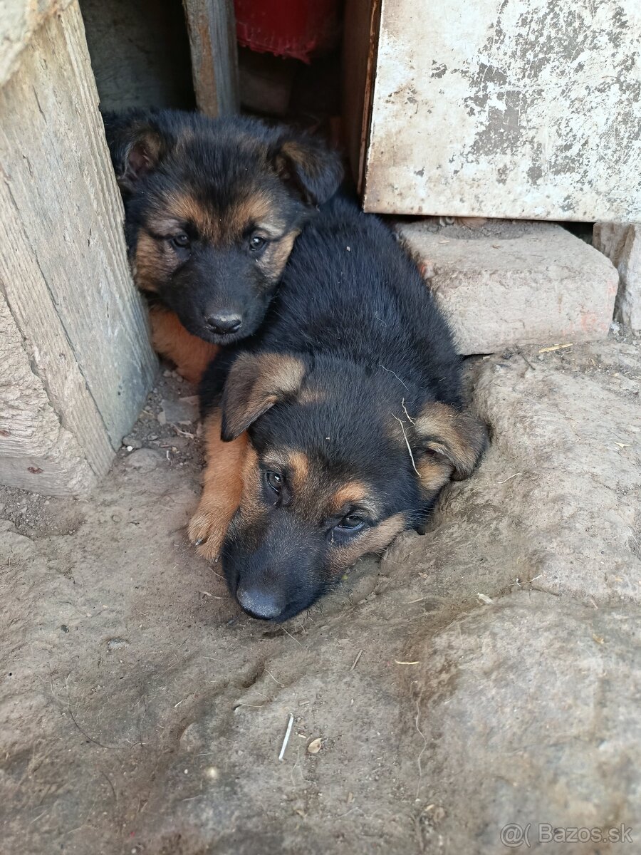 Nemecký ovčiak šteniatka čistokrvný