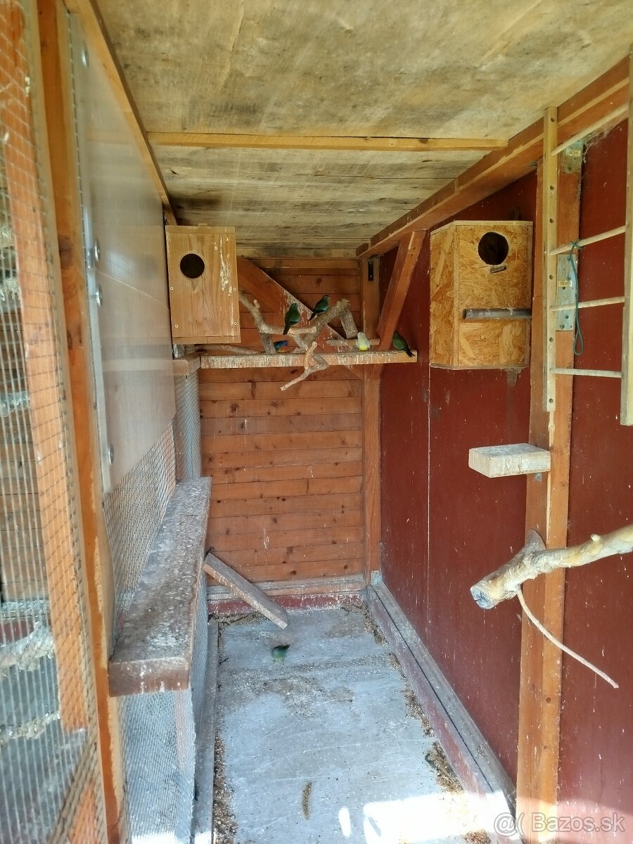 Neofema modrohlava prírodná