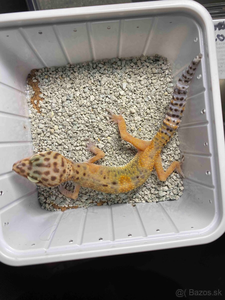 Gekončík nočný  s určenou genetikou (samička,samec)