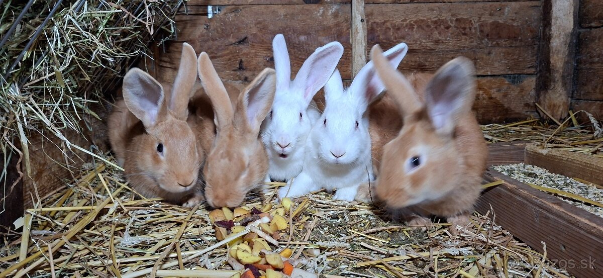 Hyla králik a Burgundký kralik