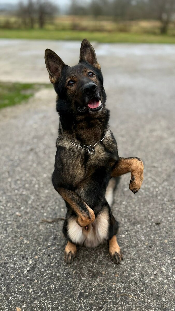 Nemecký ovčiak s PP