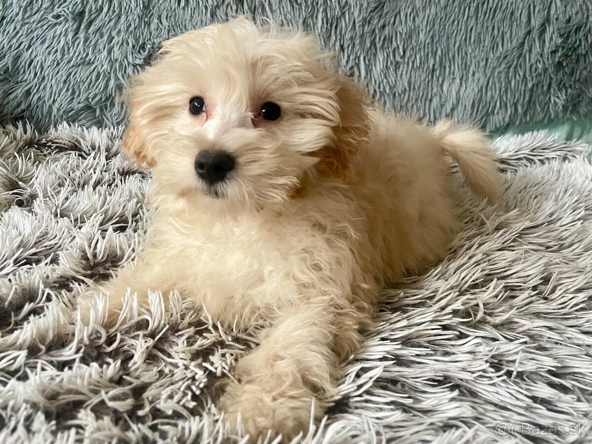Maltipoo