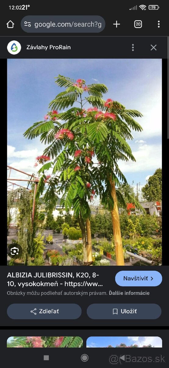 Albizia