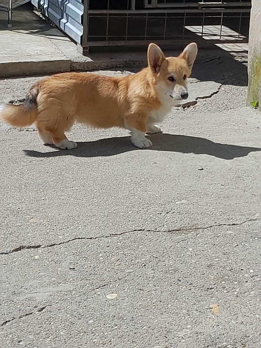 Welsh corgi pembroke