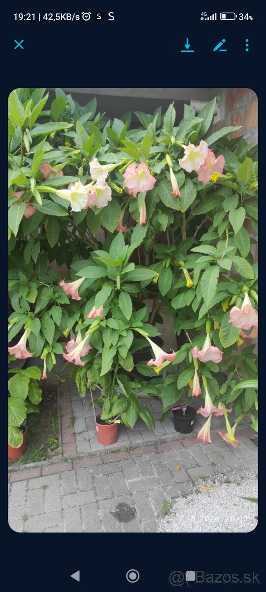 Trúby, figovníky, tráva