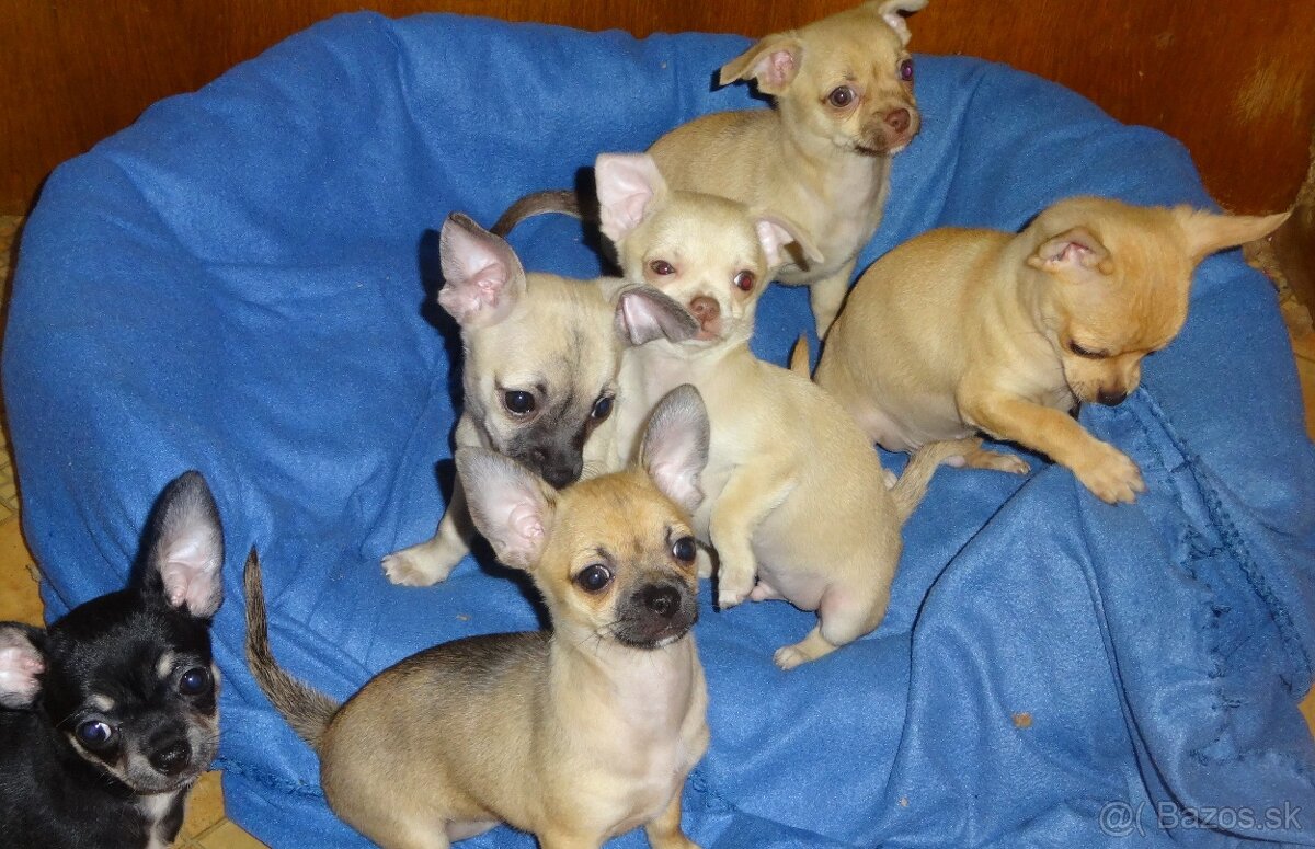 čivava krátkosrstá