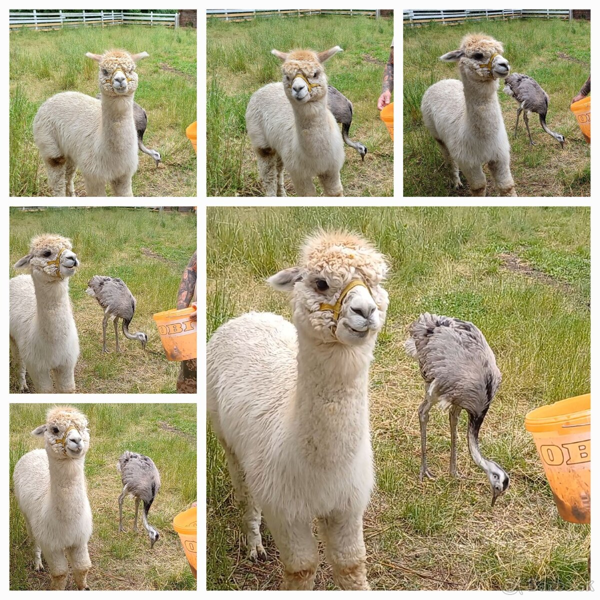 LAMA ALPAKA