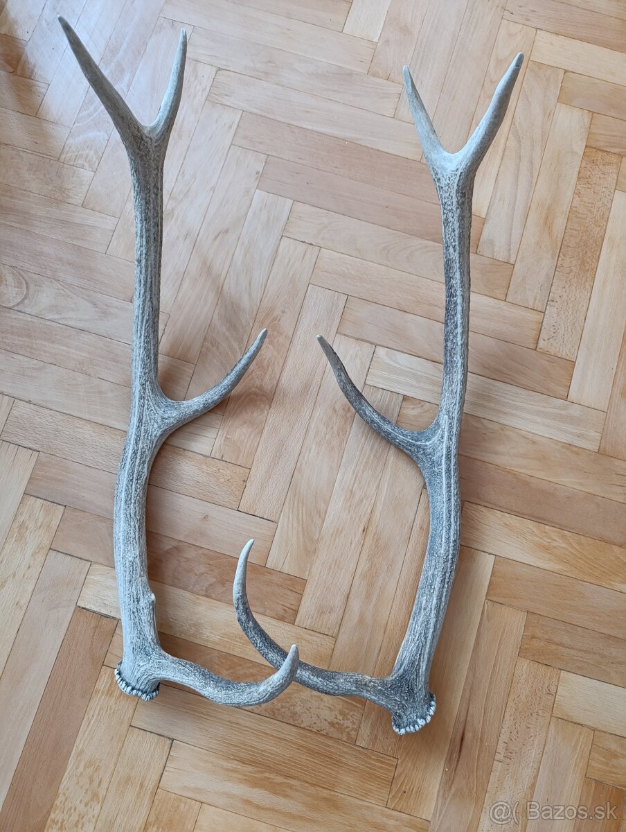 Predám jelenie parohy