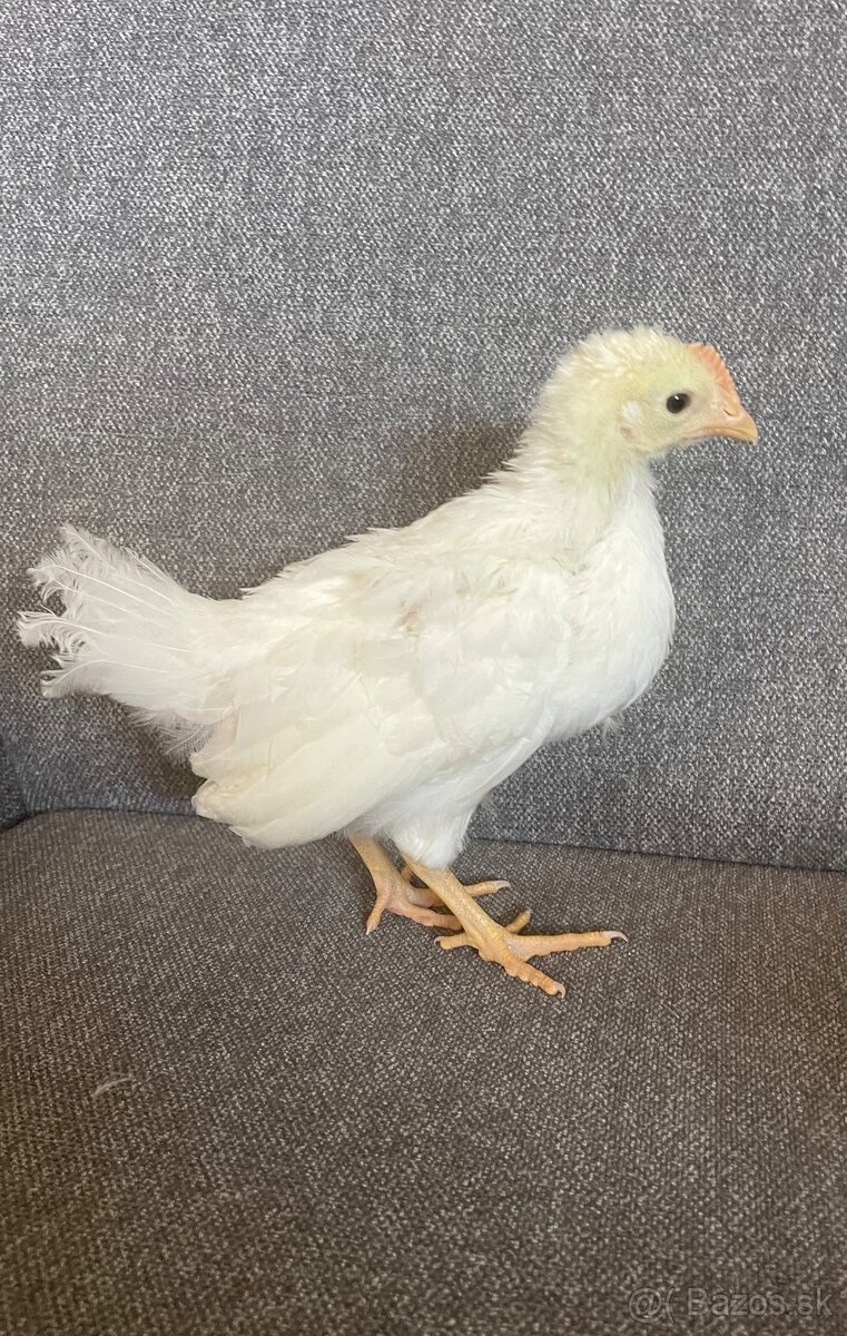 Leghorn