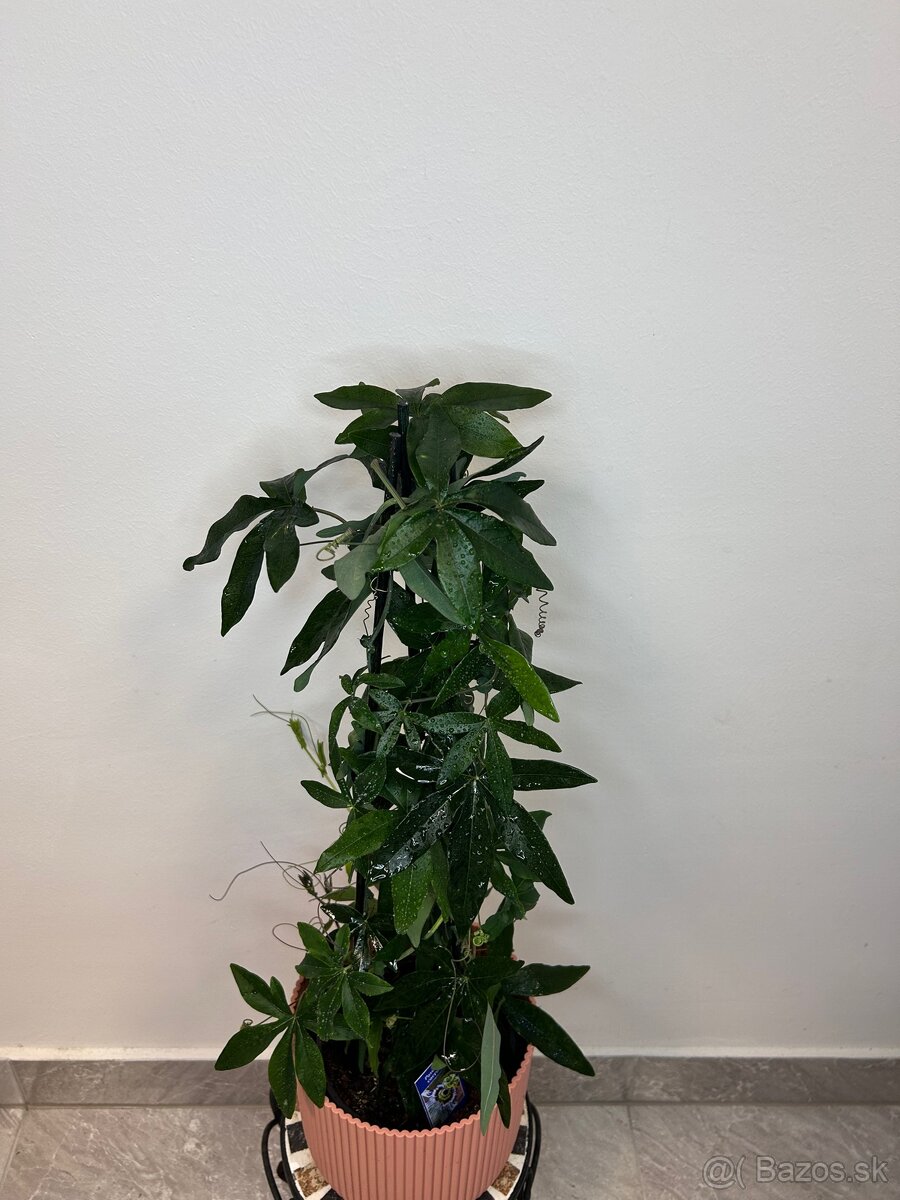 Passiflora caerulea/Múčenka