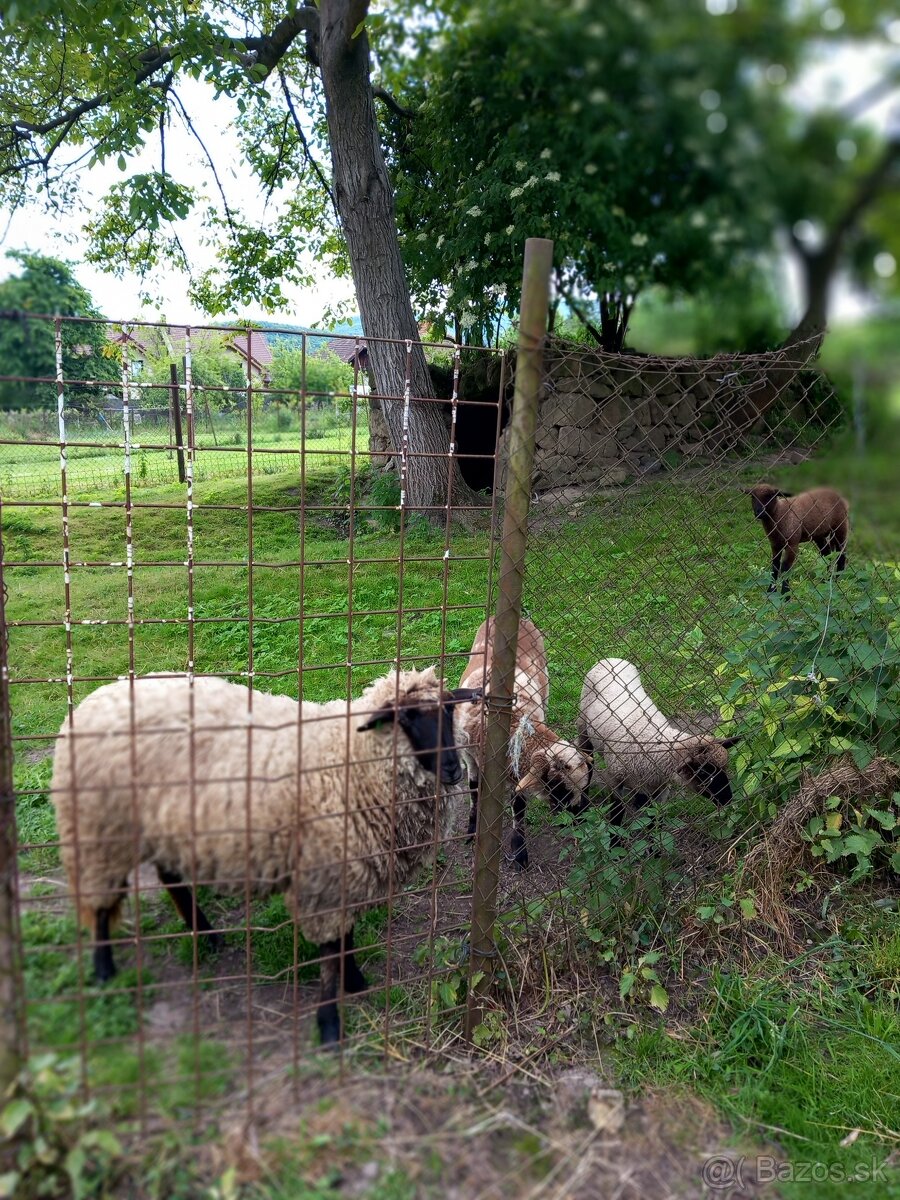 Predam ovcu peknú veľku, ma 1 rok, ZC