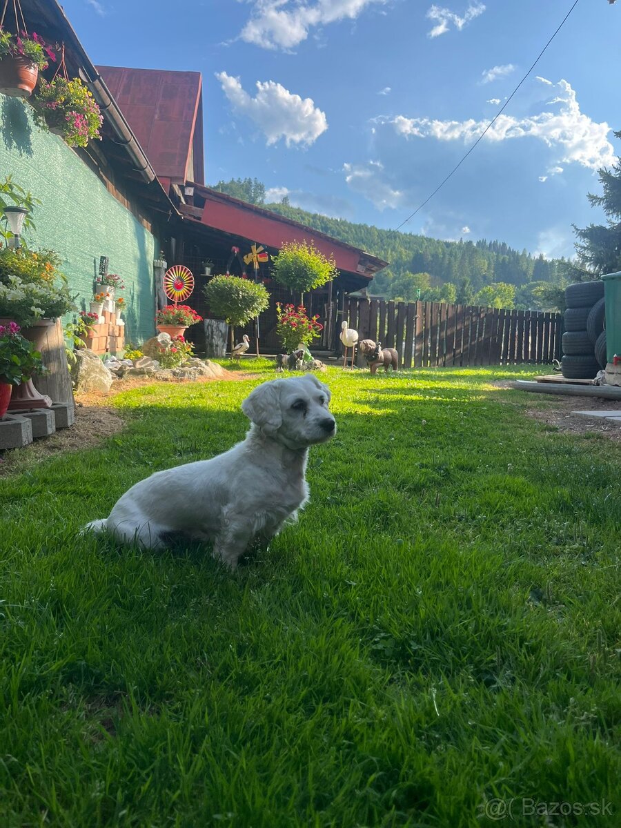 Maltezak