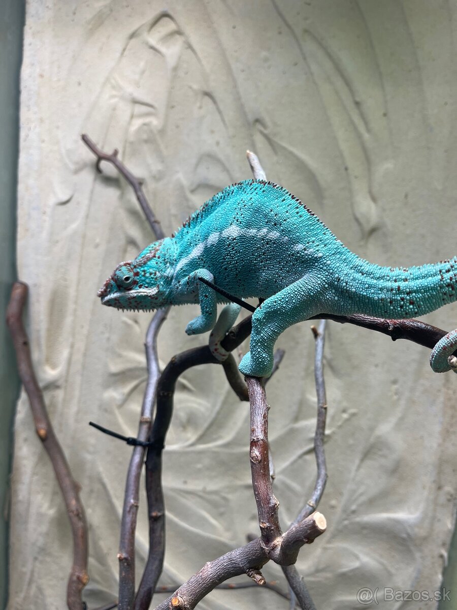 Furcifer pardalis Nosy Be