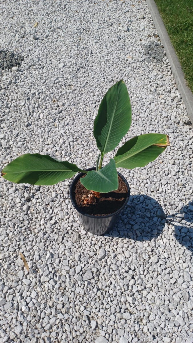 Banánovník lotosový (Musella lasiocarpa)