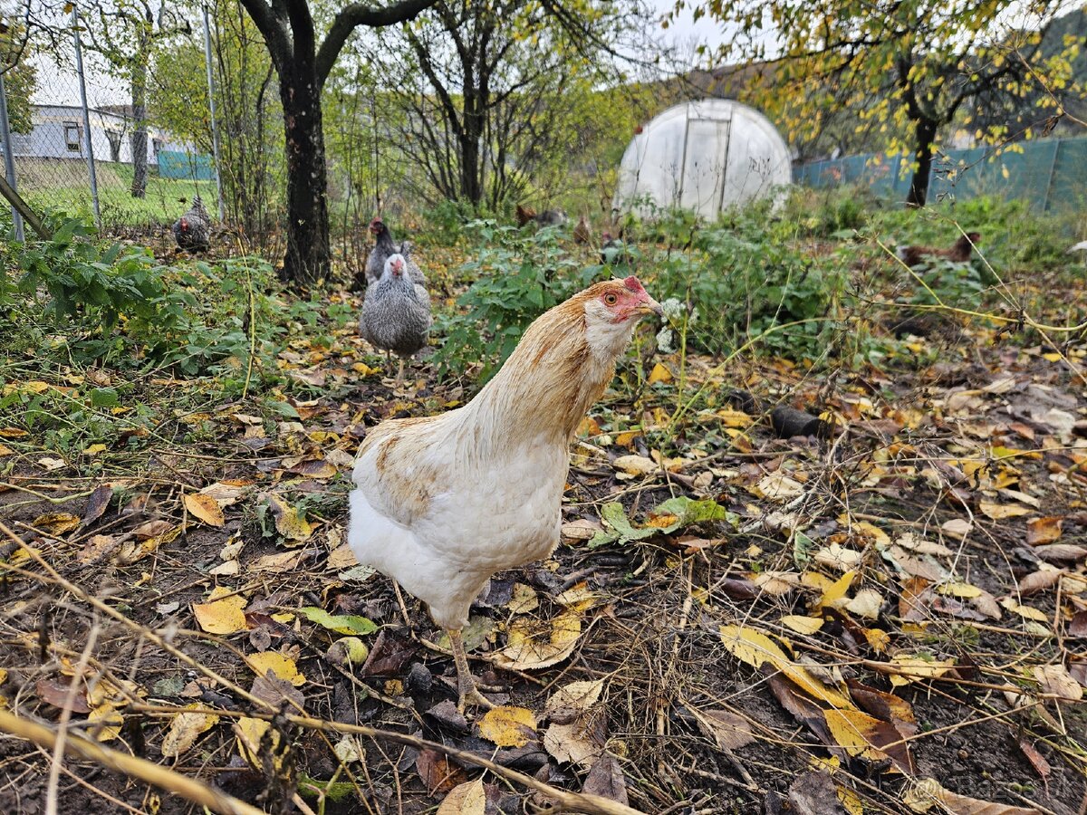 Araucana