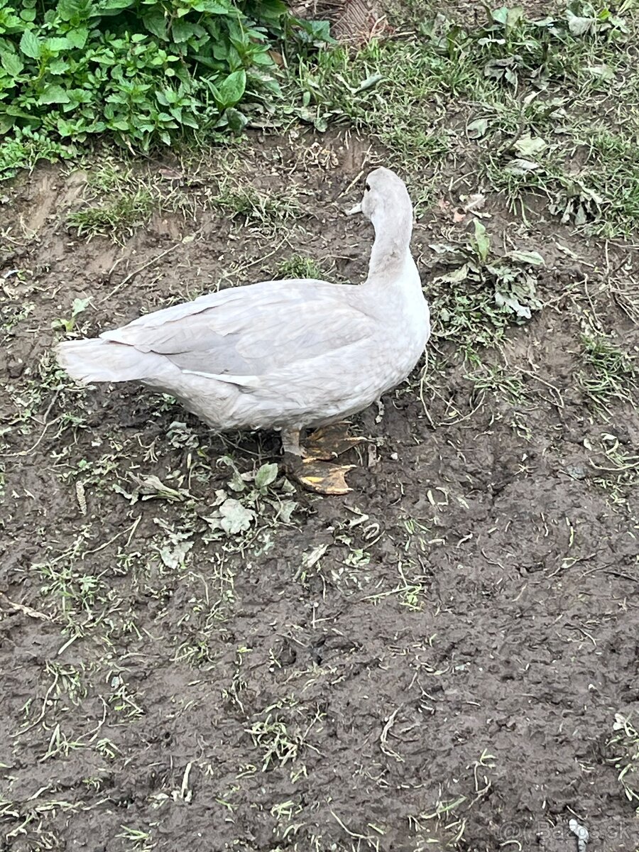 Pižmove kačky sive