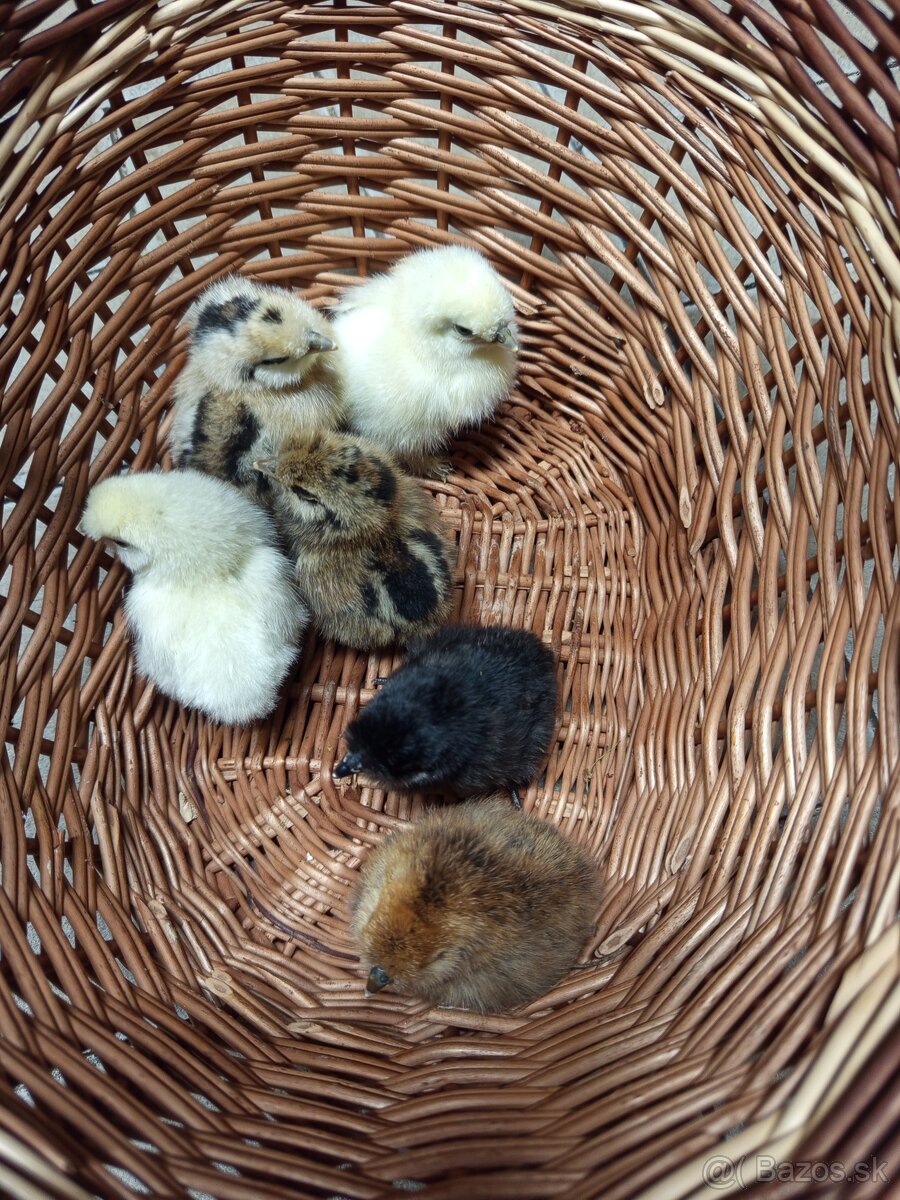 Hodvábničky - kuriatka