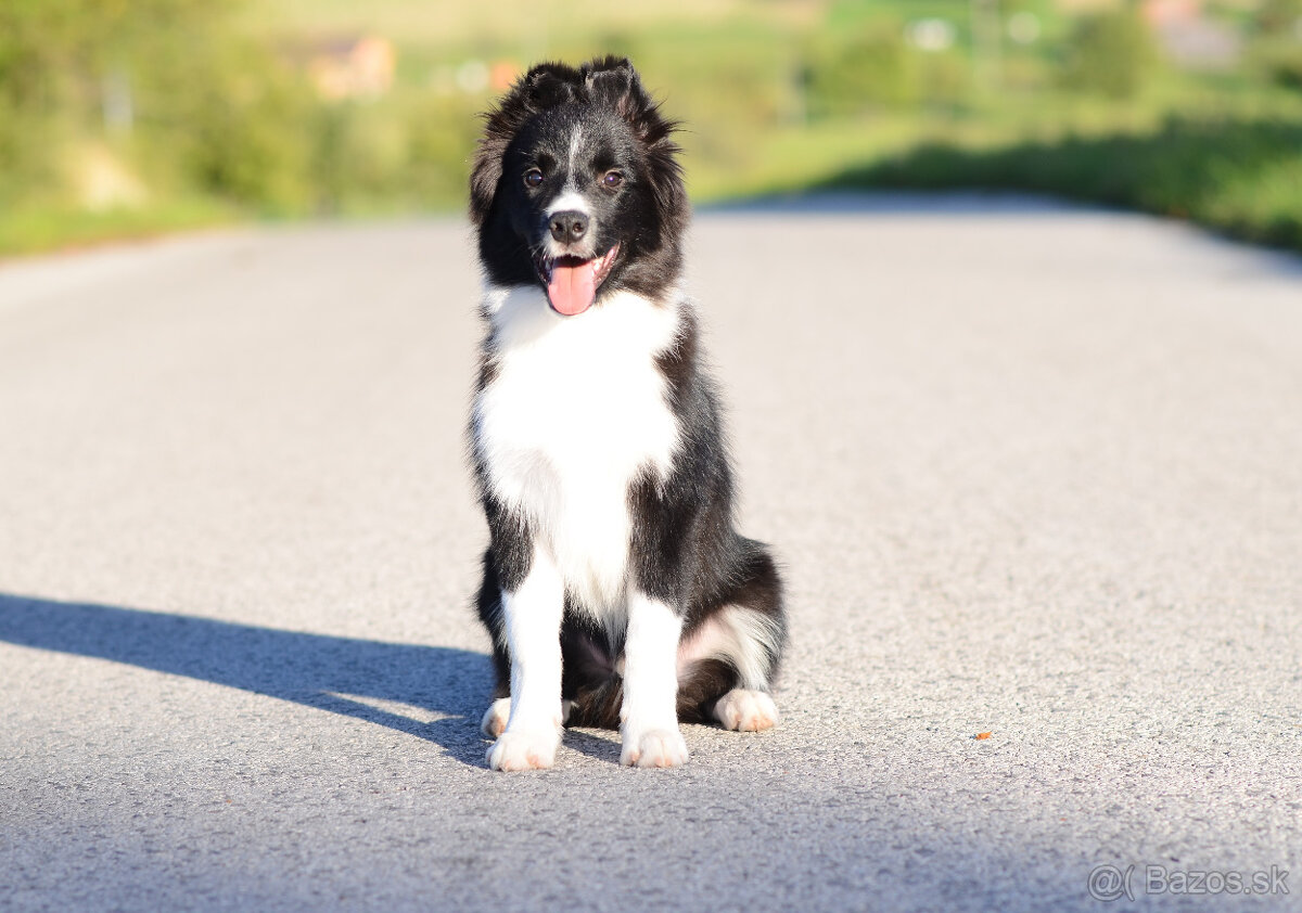 Borderská kólia, Border kólia s PP