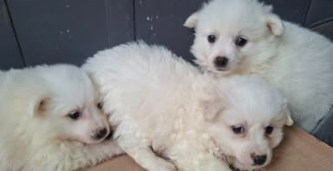 Predám šteniatká bieleho nemeckého špica