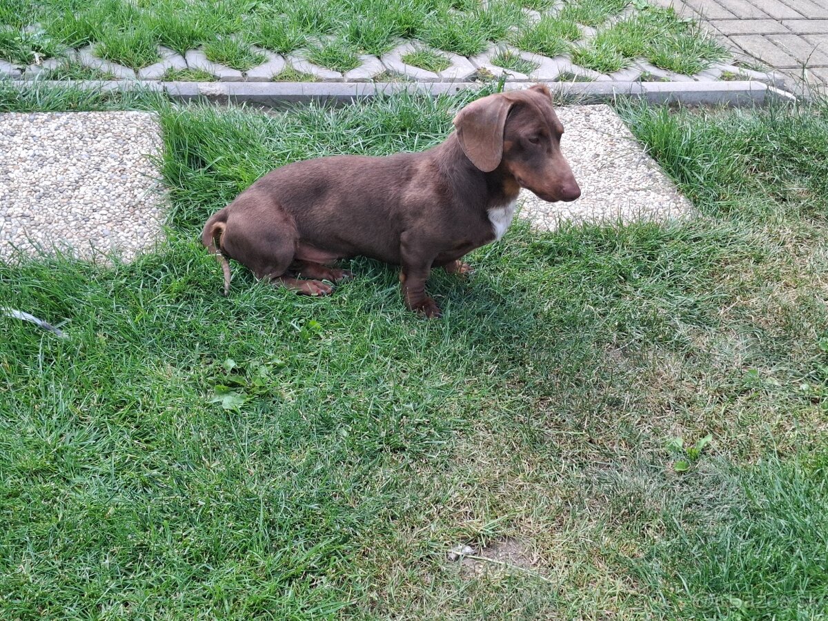 Kriytie jazvecik trpaslíci krátkosrstý