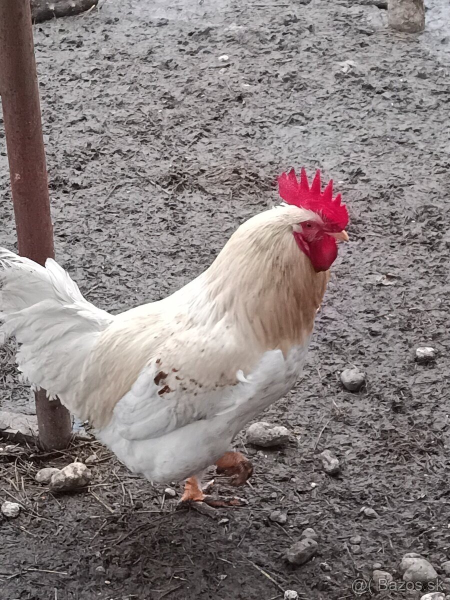 Kohúty - gazdovský mix